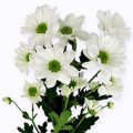 Chrysantemum