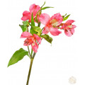 Alstroemeria