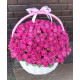 Basket of peony rose Bubbles in Dnieper