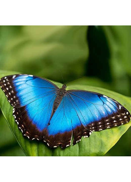 Exotic butterfly "Morphida"
