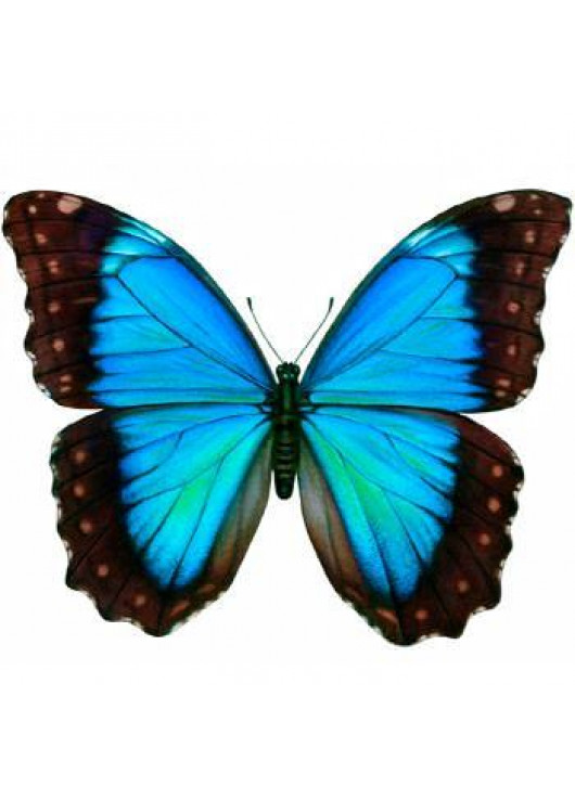 Exotic butterfly "Morphida"