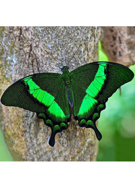 Exotic butterfly "Peacock"
