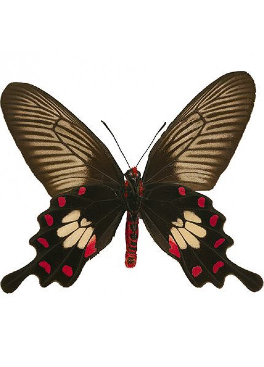 Exotic butterfly "Black rose"