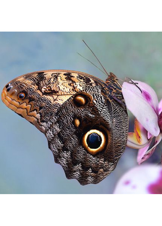 Butterfly Kaligo