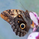 Butterfly Kaligo
