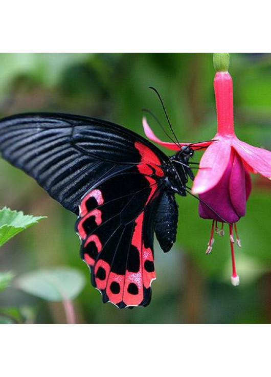 Exotic butterfly "Red Mormon"