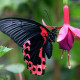 Exotic butterfly "Red Mormon"