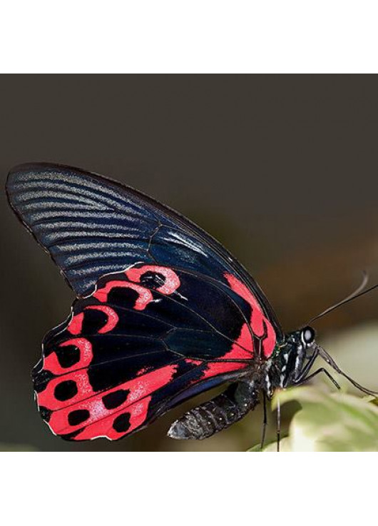 Exotic butterfly "Red Mormon"