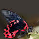 Exotic butterfly "Red Mormon"