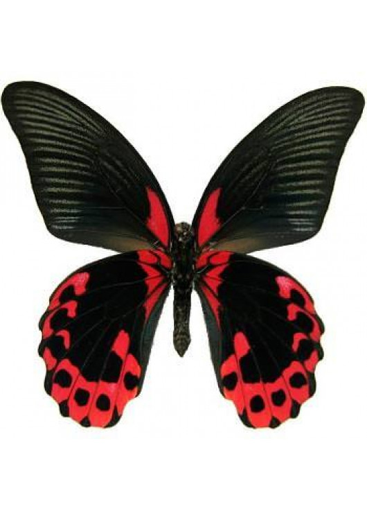 Exotic butterfly "Red Mormon"