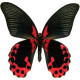 Exotic butterfly "Red Mormon"