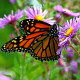 Butterfly Monarch