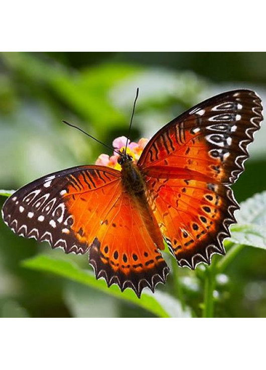 Exotic butterfly "Persia"