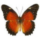 Exotic butterfly "Persia"