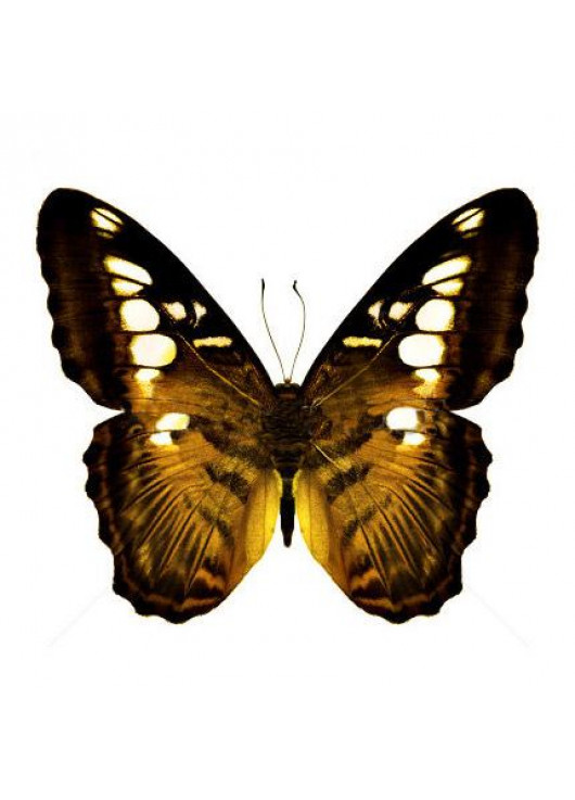 Butterfly Tiger