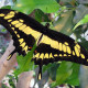 Exotic butterfly "Toas"