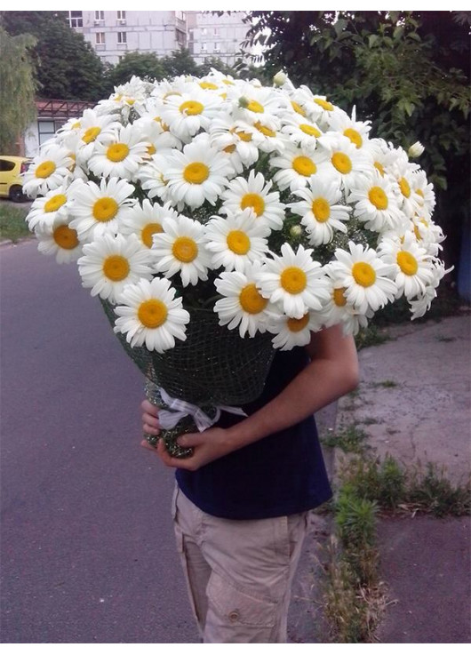 Bouquet of camomiles