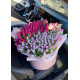 151 tulips in a box