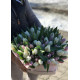 51 tulips in a hat box