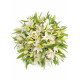 Bouquet of lilies Dnepr