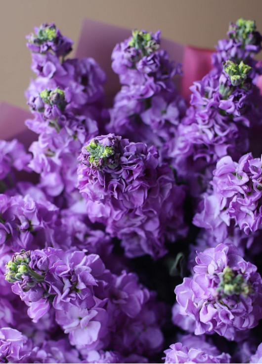 Bouquet of purple mattiolla