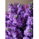 Bouquet of purple mattiolla