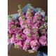 Bouquet of pink mattiolla