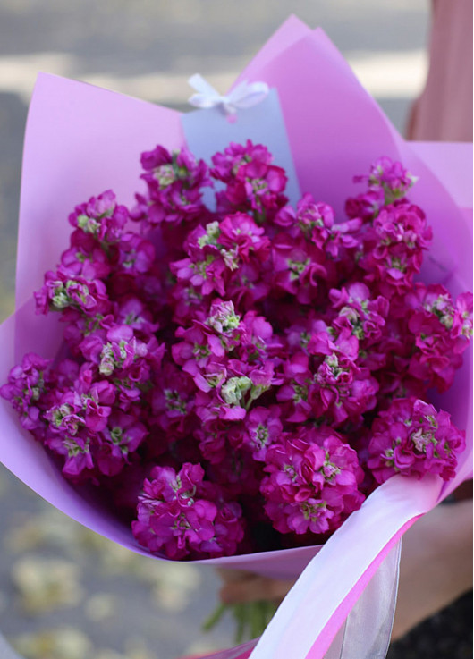 Bouquet of purple mattiolla