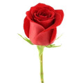 Roses by pcs