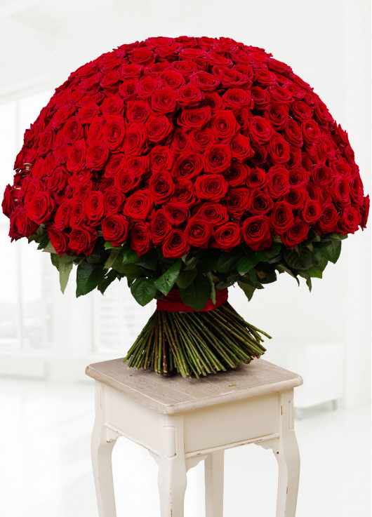555 red roses