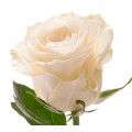 White roses