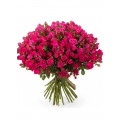 Shrub rose