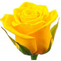 Yellow roses