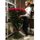 Holland roses  150 cm