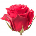 Red roses