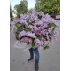 Giant bouquet of lilac
