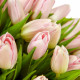 Bouquet  pink tulips