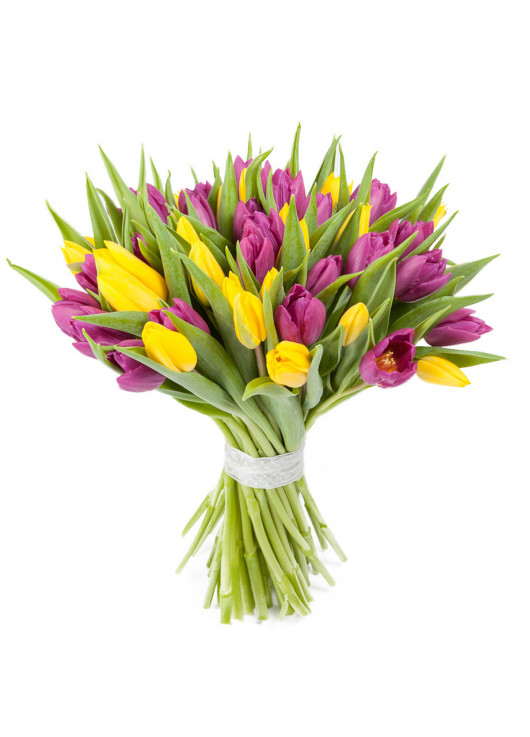 51 multicolored tulips