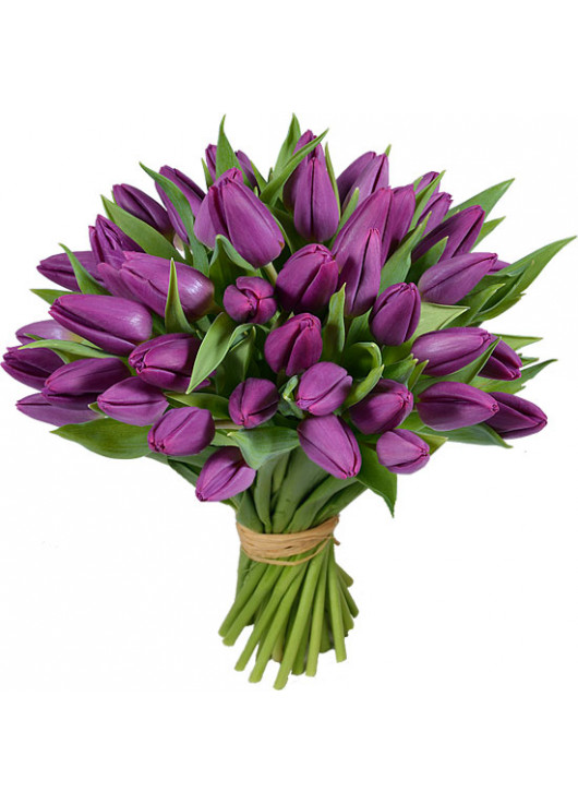 51 purple tulip 