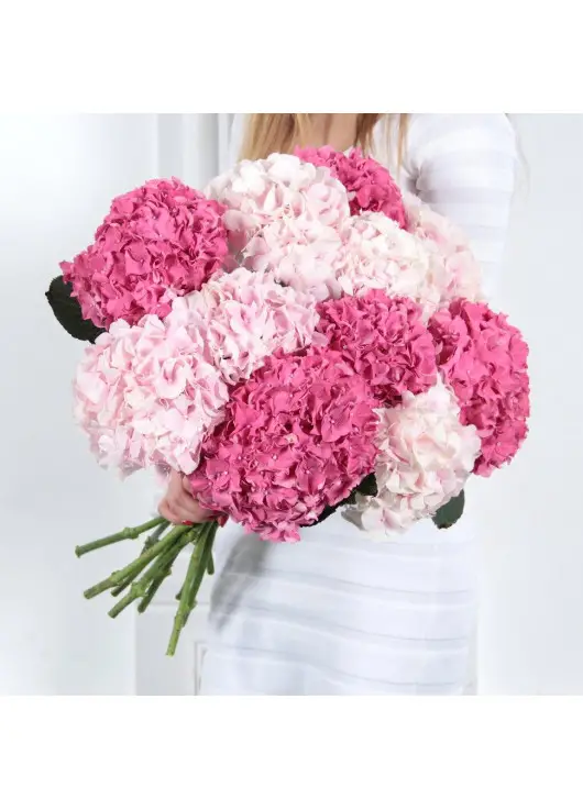 Hydrangea