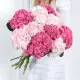 Hydrangea