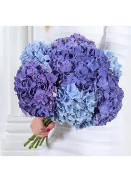 Violet hydrangeas