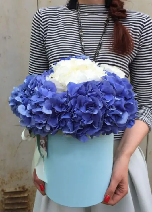 hydrangea in the hatbox hydrangea in the hatbox