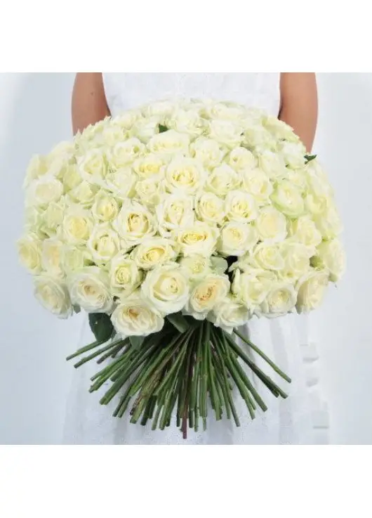 101 white rose "Classic" 101 white rose "Classic"