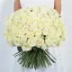 101 white rose "Classic" 101 white rose "Classic"
