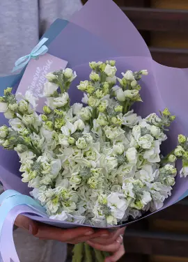 Bouquet of white mattiolla