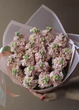 Bouquet of cream mattiolla