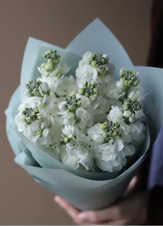 Bouquet of white mattiolla