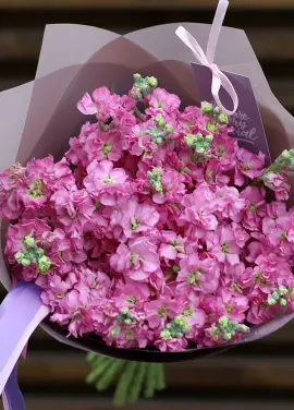 Bouquet of pink mattiolla