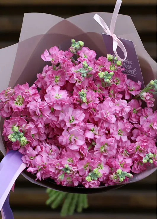 Bouquet of pink mattiolla